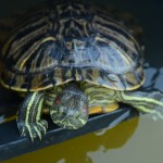 «Капец черепашкам» отменяется, или история о том, как волонтёры Севастополя и администрация Никитского сада спасли от гибели 23 красноухих черепахи