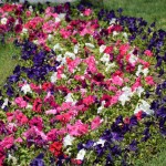Почти 170 тысяч цветов украсят Ялтинский регион в этом году