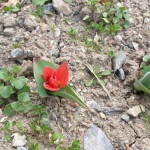 Первые раннецветущие тюльпаны раскрылись в Никитском саду