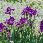 В Ботаническом саду КФУ началось массовое цветение ирисов